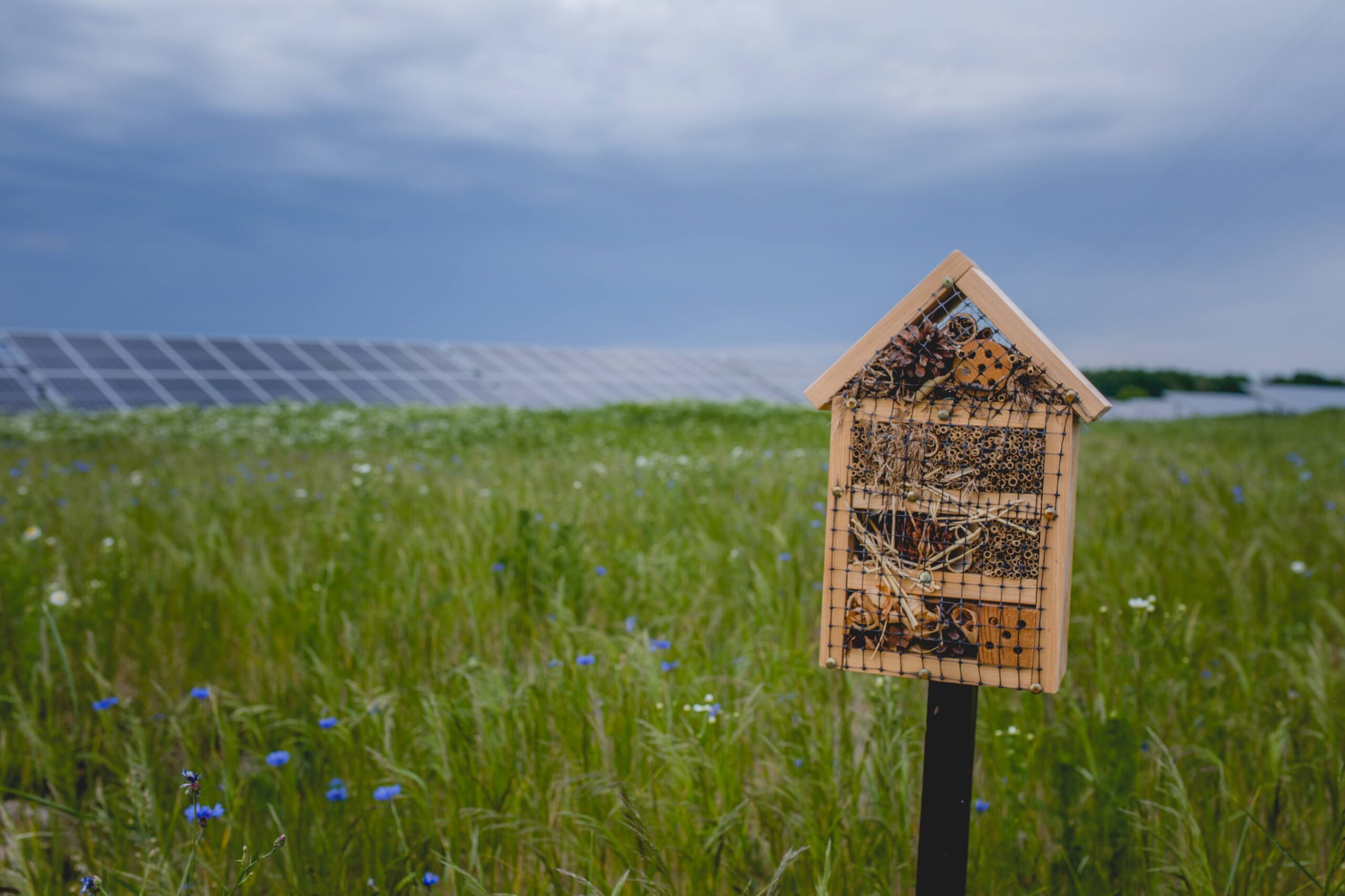 The importance of biodiversity in solar farms