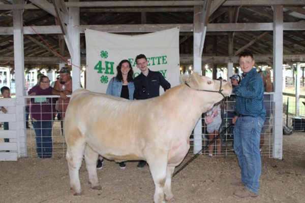 GVP Cow Pic